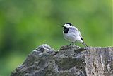 White Wagtail